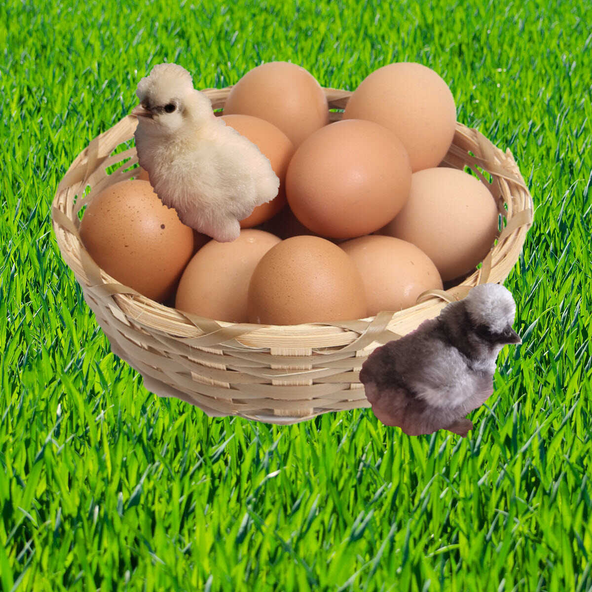 Rugeæg