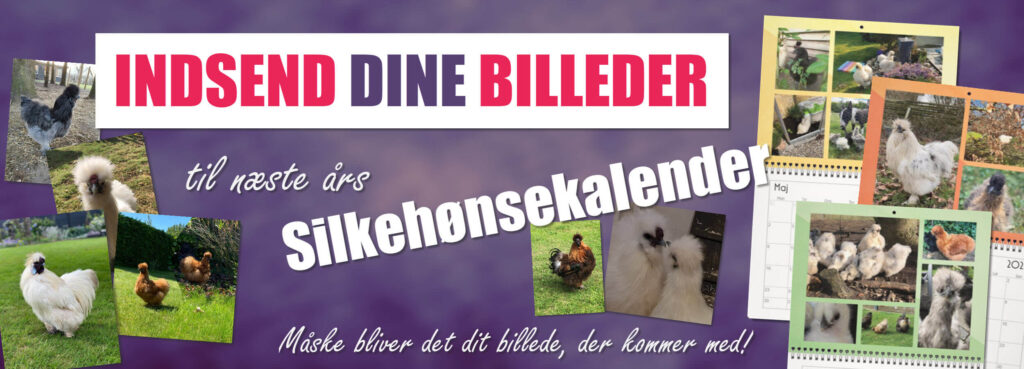 reklameslider - indsend billeder til silkehønse kalender