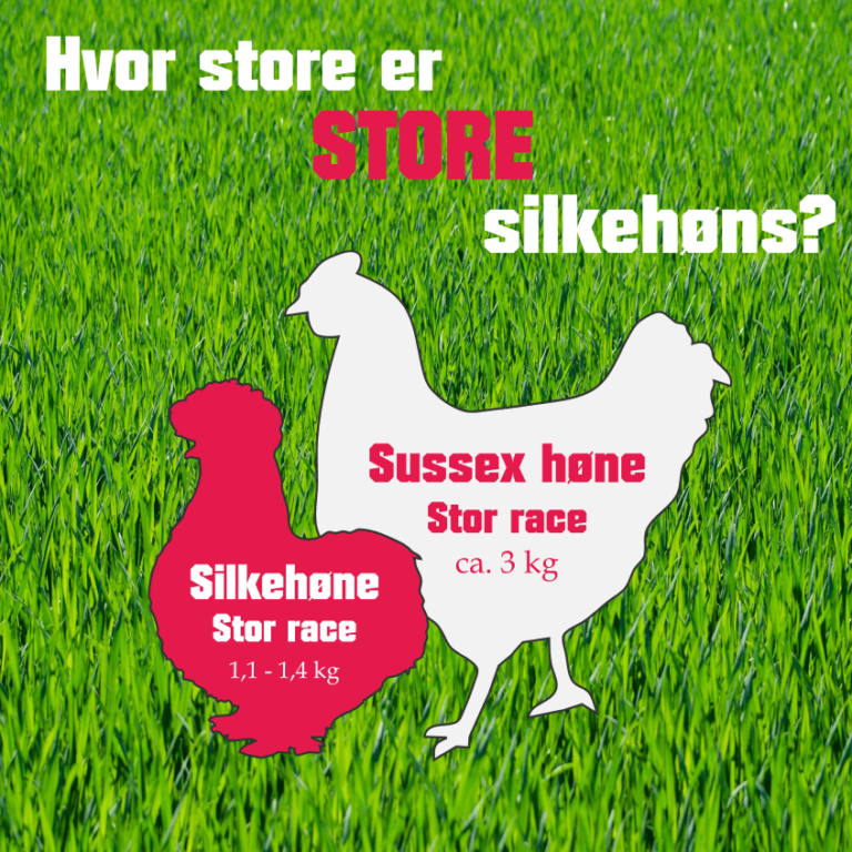 hvor store er store silkehøns?